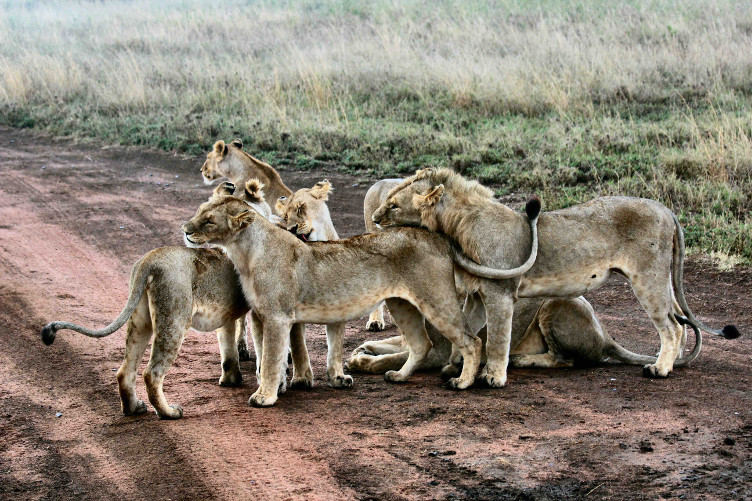 Lions